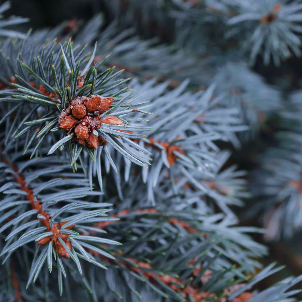 Baby Blue Spruce #05