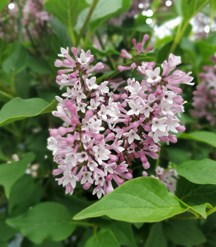 Baby Kim Lilac (PW) 8 INCH