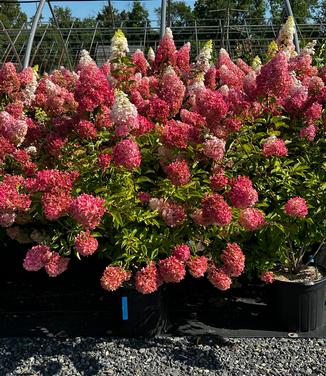 Berry White Hydrangea (FE)  8 IN