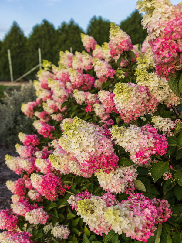 Berry White Hydrangea (FE)  8 IN
