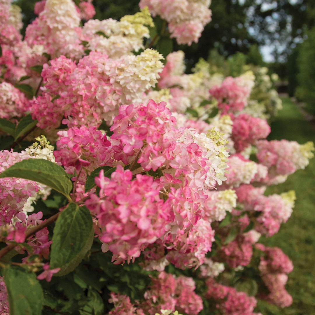 Berry White Hydrangea (FE)  8 IN