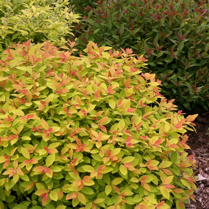 Double Play Big Bang Spirea (PW) 8 INCH