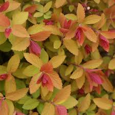 Double Play Big Bang Spirea (PW) 8 INCH