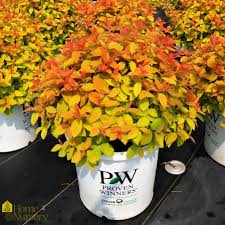 Double Play Big Bang Spirea (PW) 8 INCH