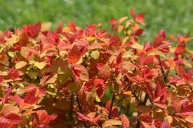 Double Play Big Bang Spirea (PW) 8 INCH