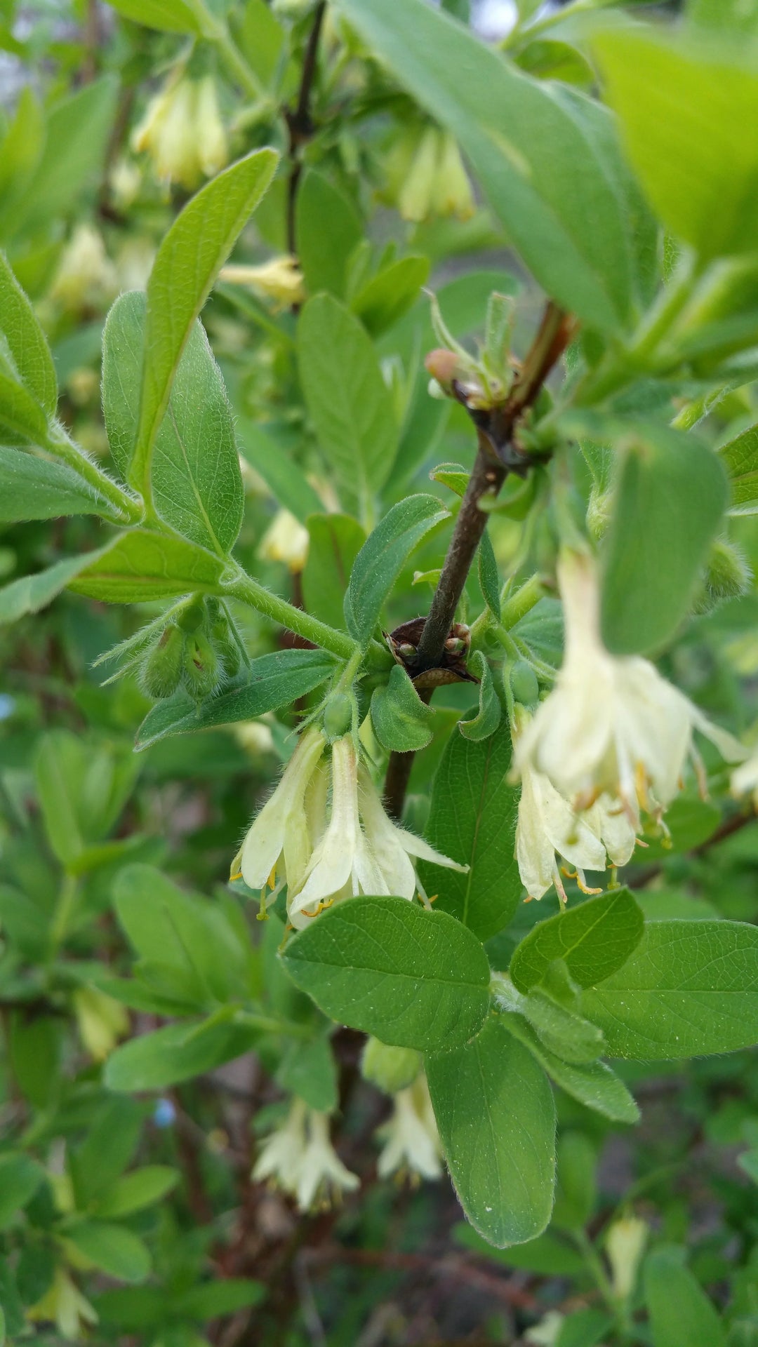 Boreal Blizzard Honeyberry #01