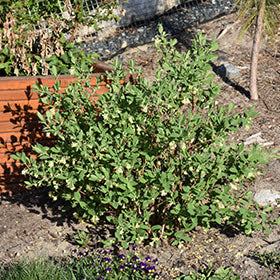 Boreal Blizzard Honeyberry #01