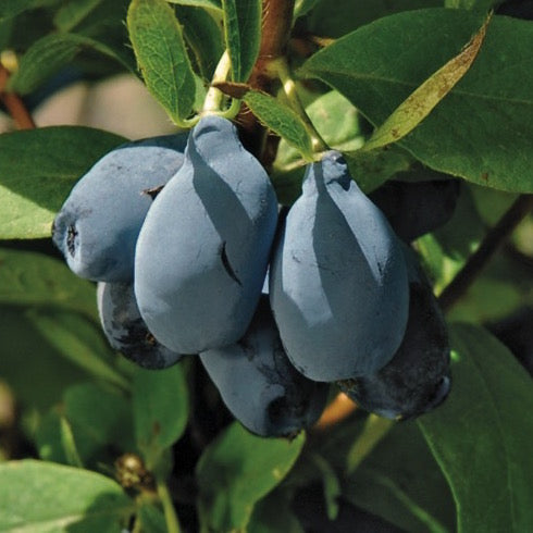Boreal Blizzard Honeyberry #01