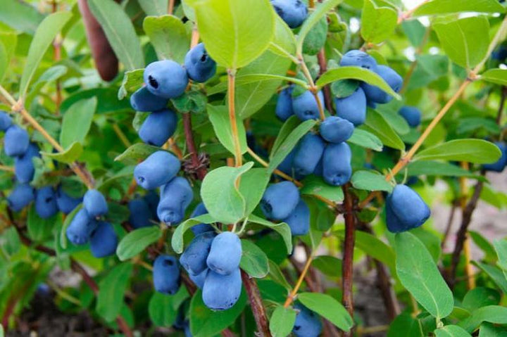 Boreal Blizzard Honeyberry #01