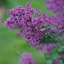 Bloomerang Dark Purple Dwarf Lilac (PW) 8 INCH