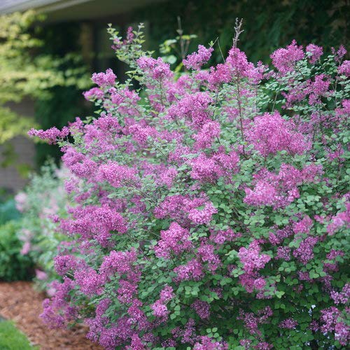 Bloomerang Dark Purple Dwarf Lilac (PW) 8 INCH