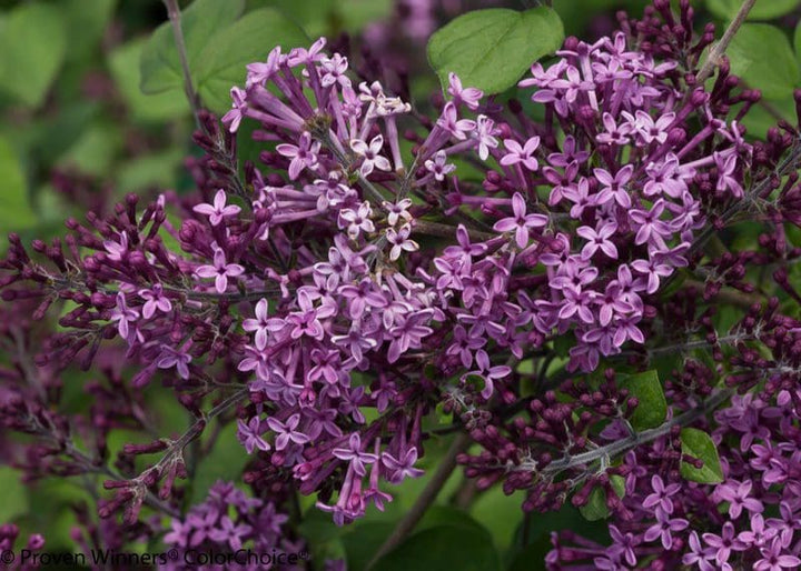 Bloomerang Dark Purple Dwarf Lilac (PW) 8 INCH