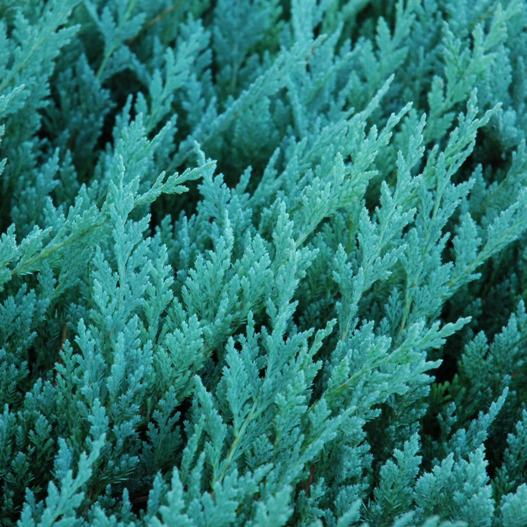 Blue Chip Juniper #02