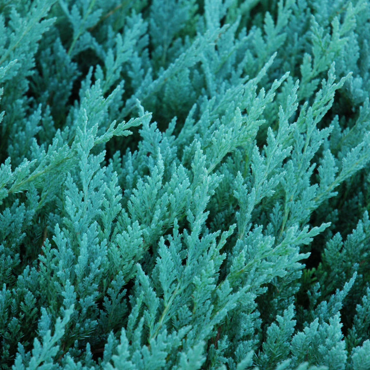Blue Chip Juniper #02