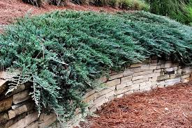 Blue Chip Juniper #02