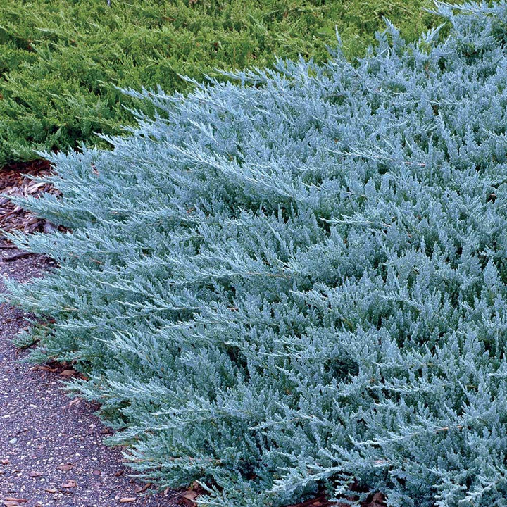 Blue Chip Juniper #02