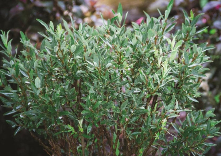Blue Fox Willow #02