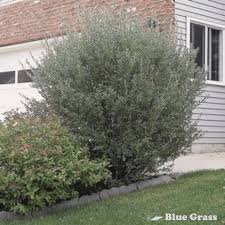 Blue Fox Willow #02
