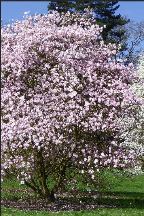 Centennial Blush Star Magnolia 2 True