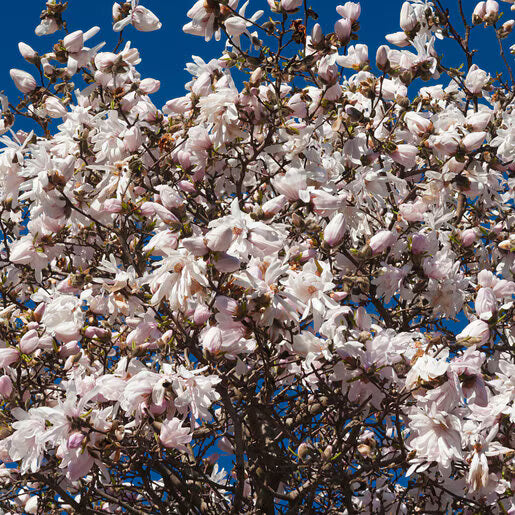 Centennial Blush Star Magnolia 2 True