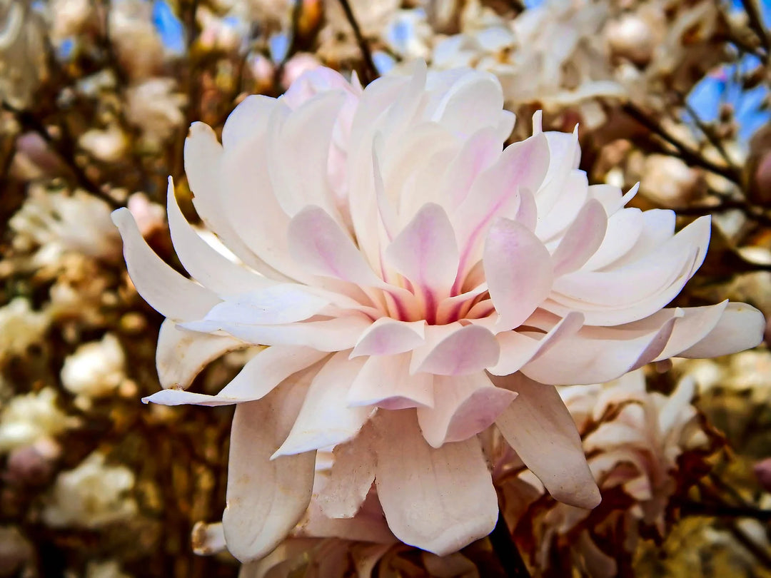 Centennial Blush Star Magnolia 2 True