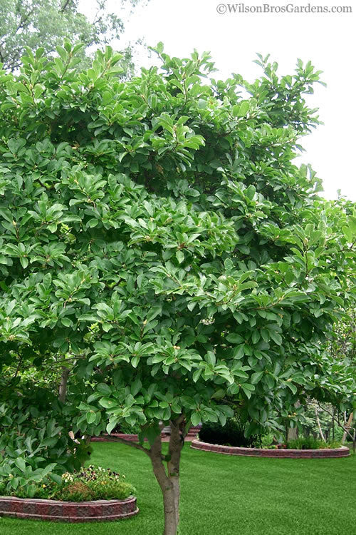 Centennial Blush Star Magnolia 2 True