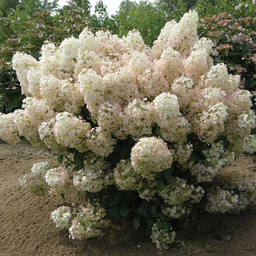 Bobo Dwarf Hydrangea (PW) 2 True