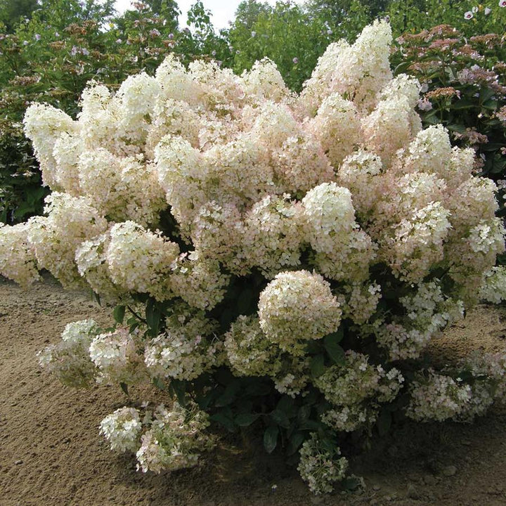 Bobo Dwarf Hydrangea (PW) 2 True