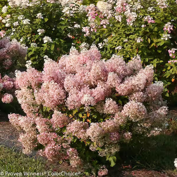 Bobo Dwarf Hydrangea (PW) 2 True