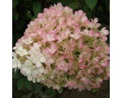 Bobo Dwarf Hydrangea (PW) 2 True
