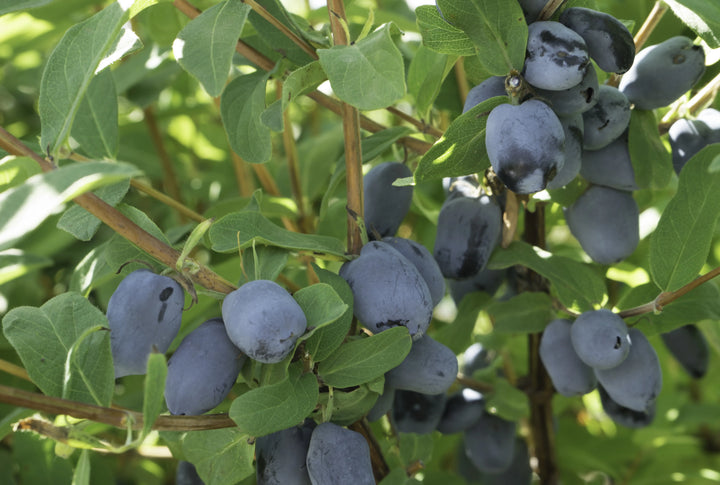 Boreal Beauty Haskap Berry