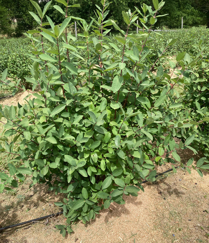 Boreal Beauty Honeyberry #01