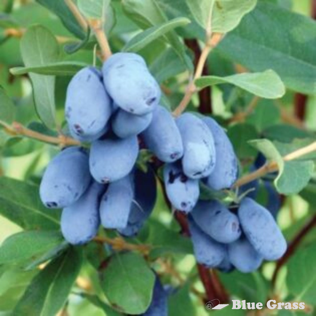 Boreal Beauty Honeyberry #01