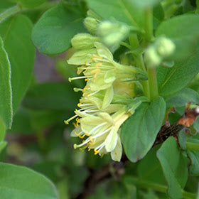 Boreal Beauty Honeyberry #01