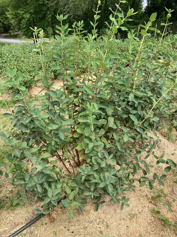 Boreal Beast Honeyberry #01