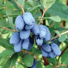 Boreal Beast Honeyberry #01
