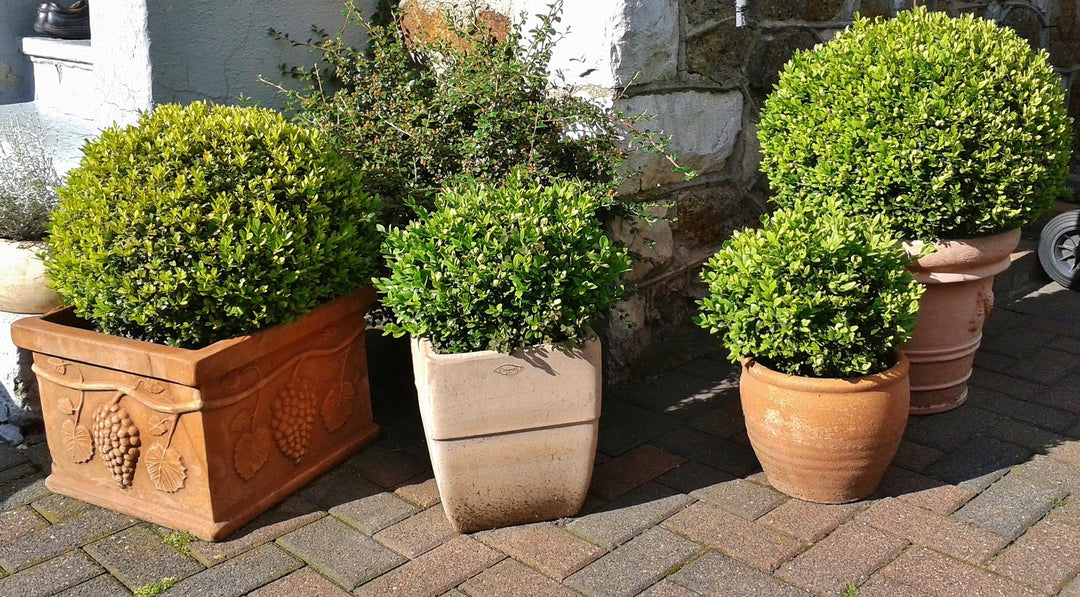 Green Mountain Boxwood