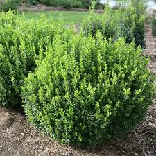 Calgary Boxwood #02