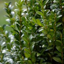 Calgary Boxwood #02