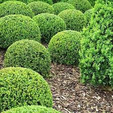 Calgary Boxwood #02