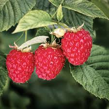 Boyne Raspberry #01