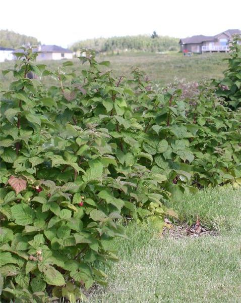 Boyne Raspberry #01