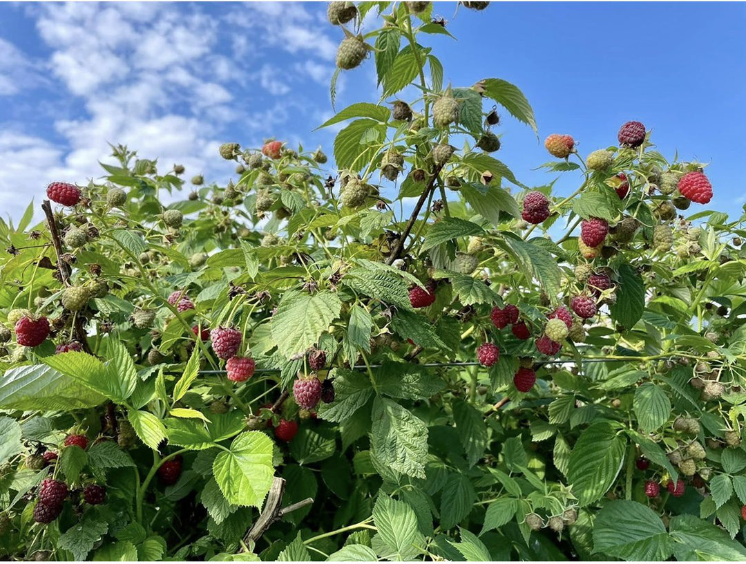 Boyne Raspberry #01
