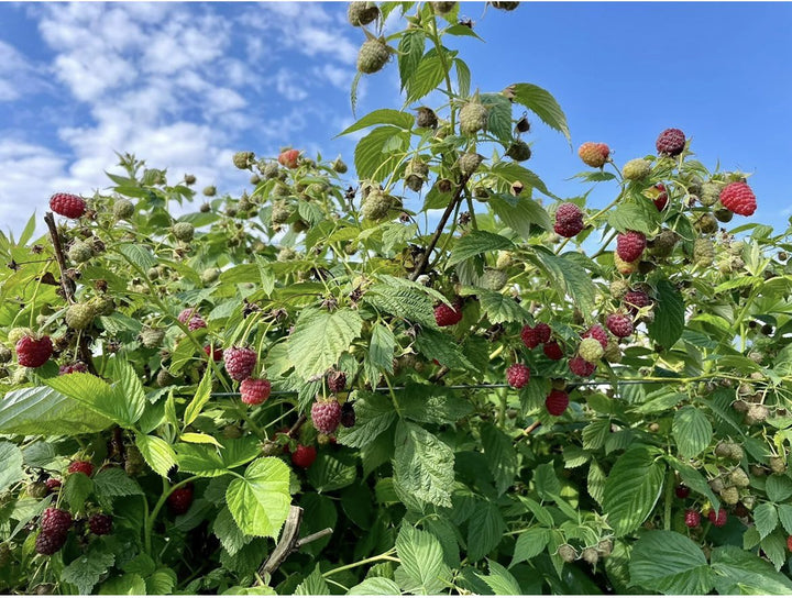 Boyne Raspberry #01