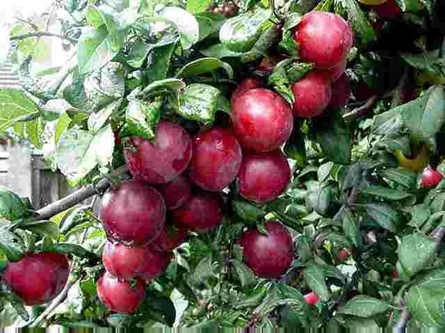 Brookred Plum