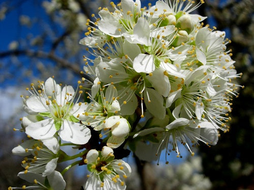 Brookred Plum #05