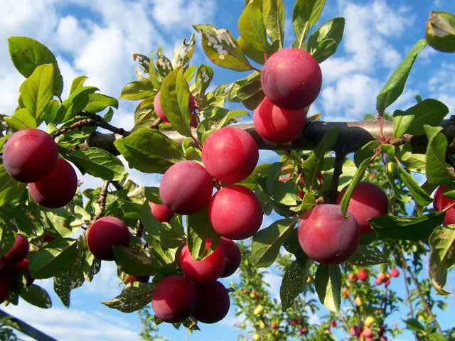 Brookred Plum #05