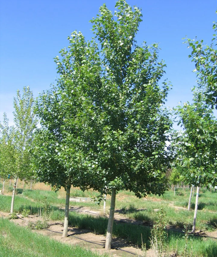 byland green poplar #02