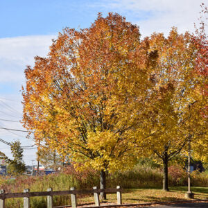 byland green poplar #02