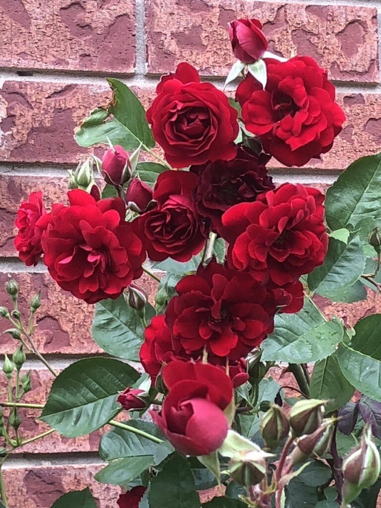 Canadian Shield 49th Parallel Rose (Red) #02